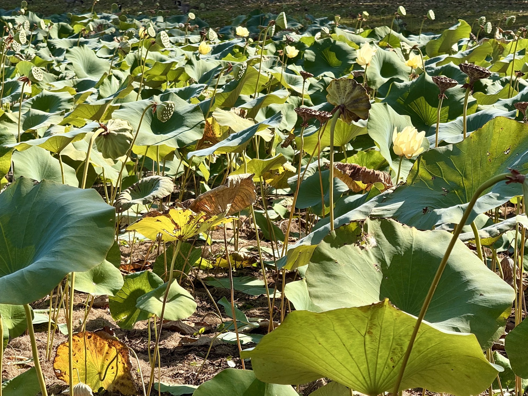 Lotus flowers blooming on the West Road Park pond